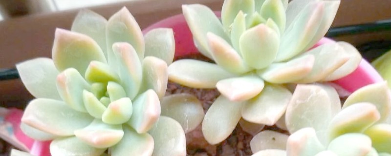 多肉被冻了能不能缓过来，要根据植株冻伤程度而定