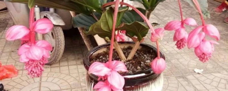 宝莲灯花怎么养，花期湿度不宜过大