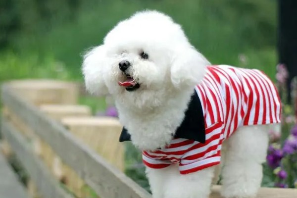 比熊犬的价格，价格根据大小和纯度的不同而不同