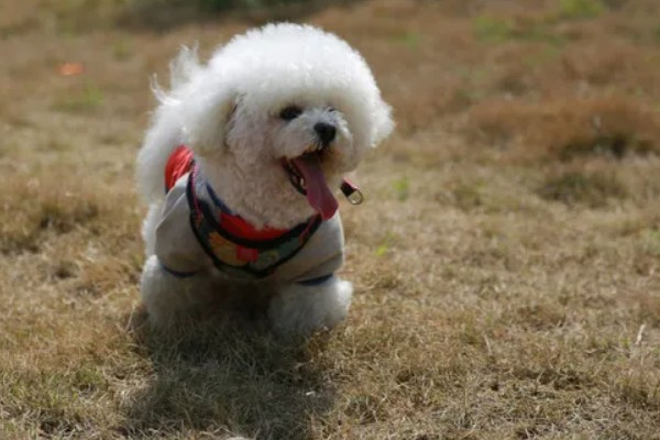 比熊犬的价格，价格根据大小和纯度的不同而不同