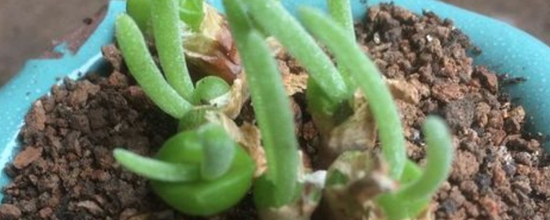 如何种植碧光环，播种后不用覆土但要用塑料膜将花盆封口