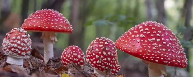 怎么判断蘑菇是否有毒，毒蘑菇常长在阴暗、潮湿的肮脏地带