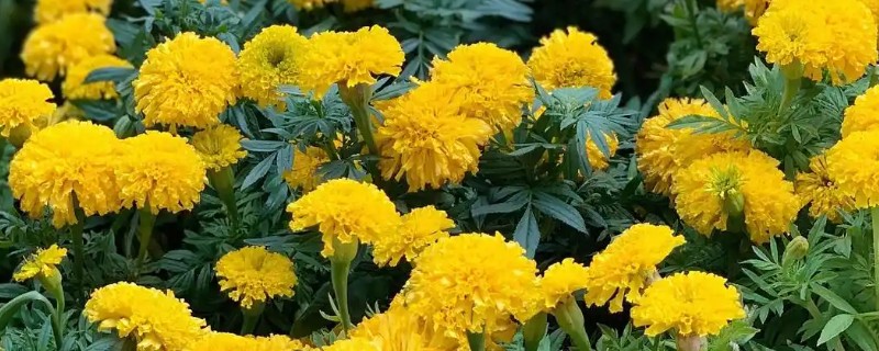 菊花可以种在地里吗，是可以种在地里的