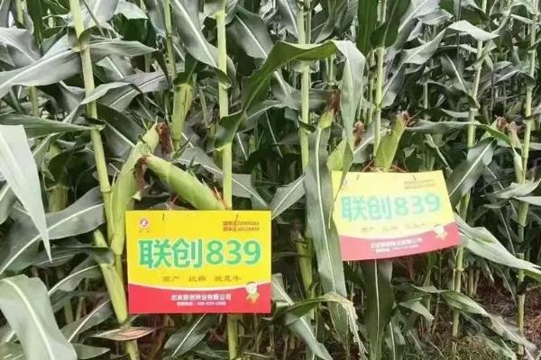 联创839玉米种简介，株高285cm