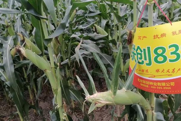 联创839玉米种简介，株高285cm