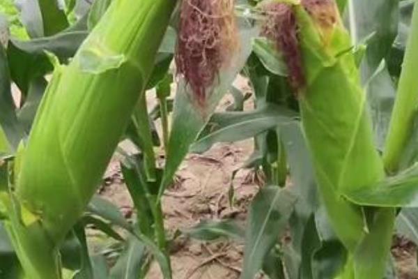 联创839玉米种简介，株高285cm