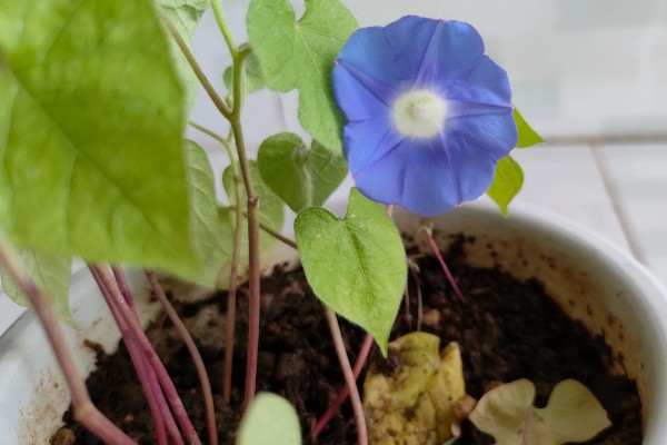 牵牛花的名称由来，开花时间对应天上的牵牛星