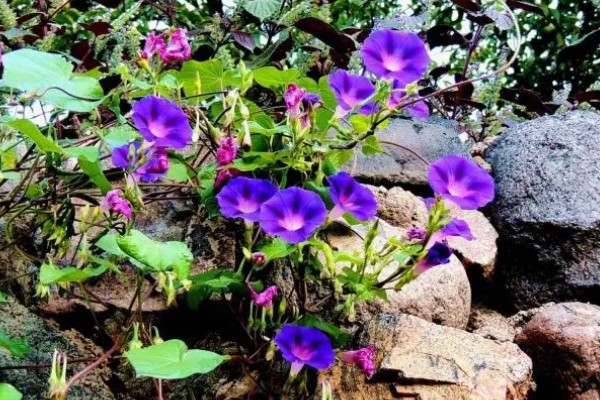 牵牛花的名称由来，开花时间对应天上的牵牛星