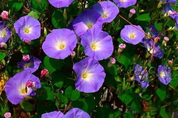 牵牛花的名称由来，开花时间对应天上的牵牛星