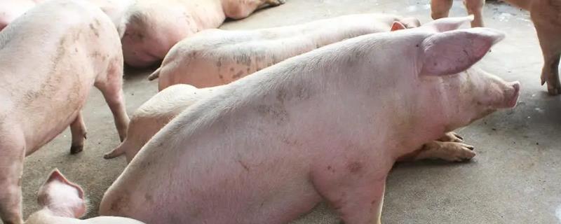 猪身上痒怎么处理，一定要及时进行隔
