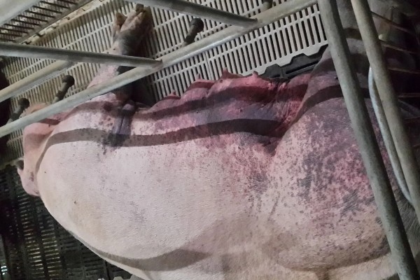 猪身上痒怎么处理，一定要及时进行隔