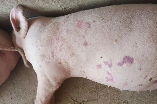 猪身上痒怎么处理，一定要及时进行隔