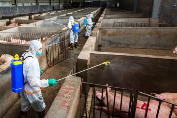 猪身上痒怎么处理，一定要及时进行隔