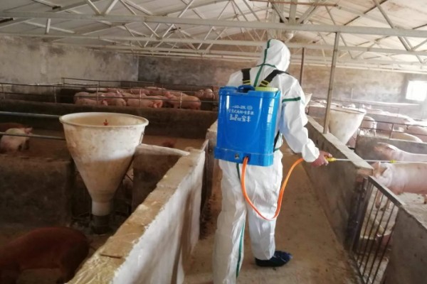 猪身上痒怎么处理，一定要及时进行隔