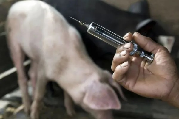 猪身上痒怎么处理，一定要及时进行隔