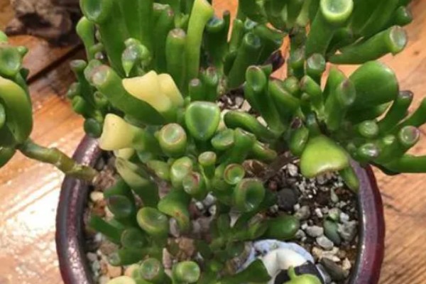 筒叶花月的养殖方法，浇水以酸性水质为主