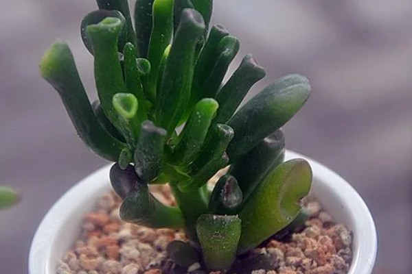 筒叶花月的养殖方法，浇水以酸性水质为主