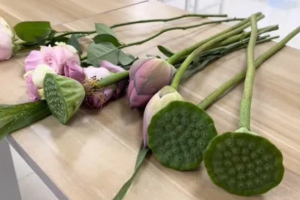 如何养护摘下来的荷花，对底部斜切后再放入瓶中养殖