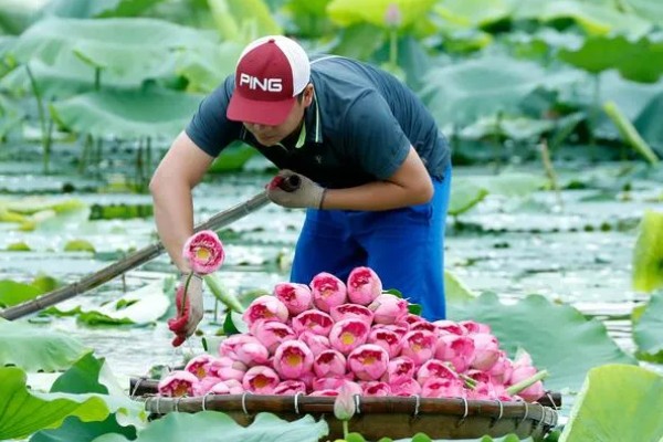 如何养护摘下来的荷花，对底部斜切后再放入瓶中养殖