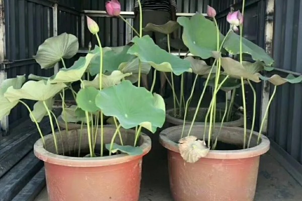 如何养护摘下来的荷花，对底部斜切后再放入瓶中养殖