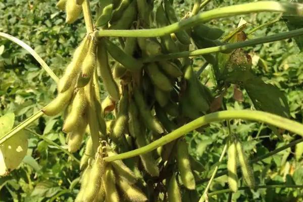 北农豆3大豆品种简介，选择中等以上肥力地块种植