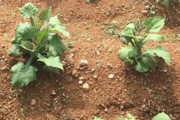 雪莲果的种植条件，适合在沙质的土壤中栽培