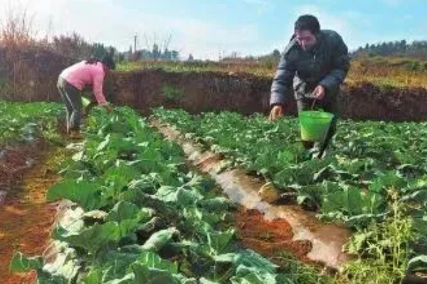 65天花菜什么时候播种，春季和秋季均可播种