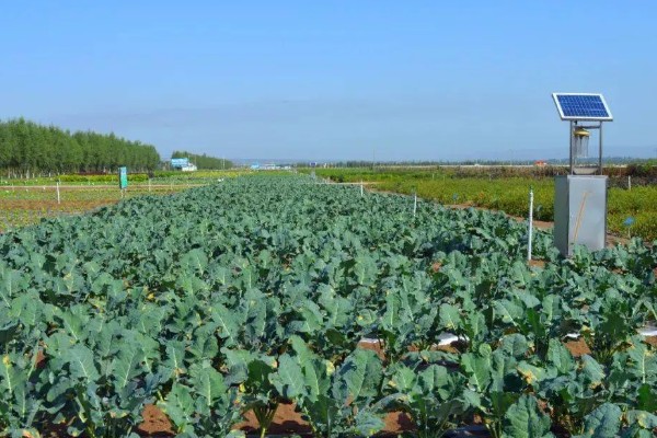 65天花菜什么时候播种，春季和秋季均可播种