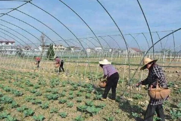 65天花菜什么时候播种，春季和秋季均可播种