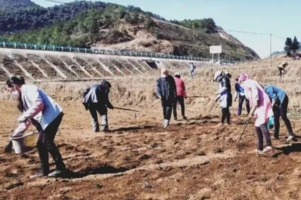 65天花菜什么时候播种，春季和秋季均可播种