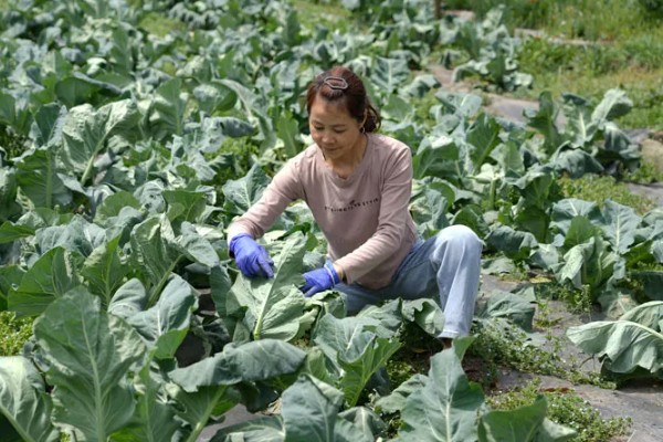 65天花菜什么时候播种，春季和秋季均可播种