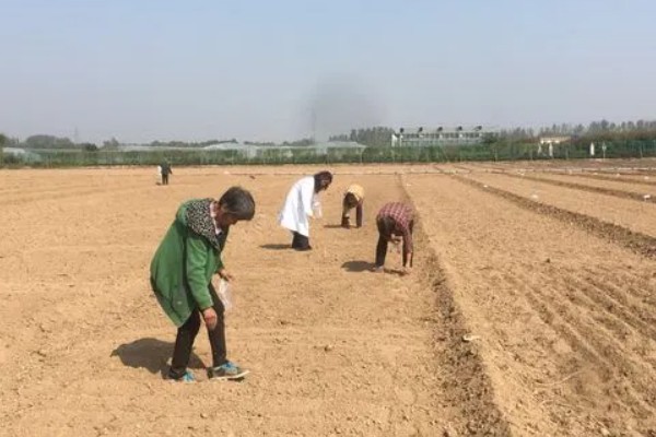 65天花菜什么时候播种，春季和秋季均可播种