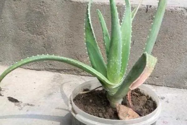 芦荟半腰折了怎么处理，可在折断处涂植物愈合的药