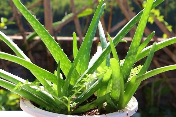 芦荟半腰折了怎么处理，可在折断处涂植物愈合的药