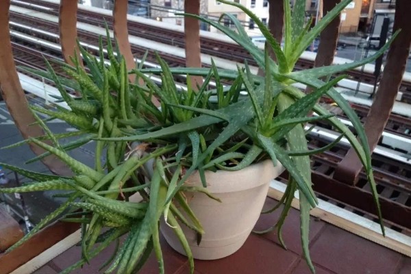 芦荟半腰折了怎么处理，可在折断处涂植物愈合的药