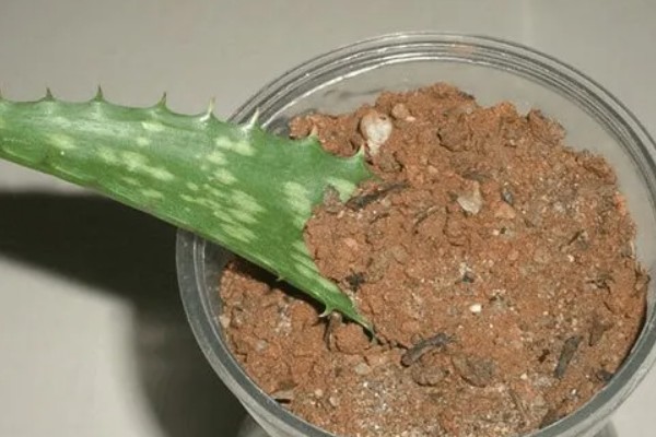 芦荟半腰折了怎么处理，可在折断处涂植物愈合的药