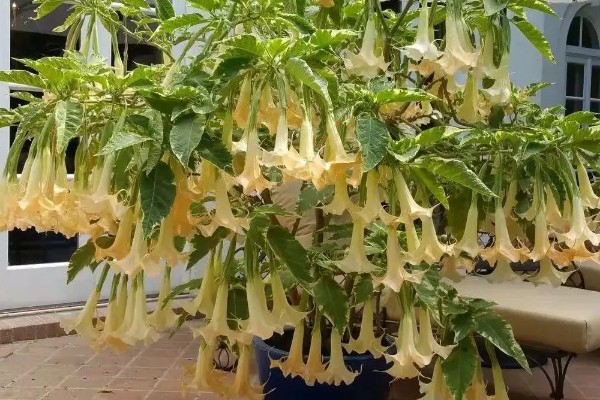 秋天怎么养曼陀罗，初秋每隔3天浇水一次