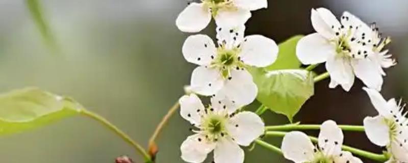 宿迁三台山梨花的开放时间，花期一般为4月份左右