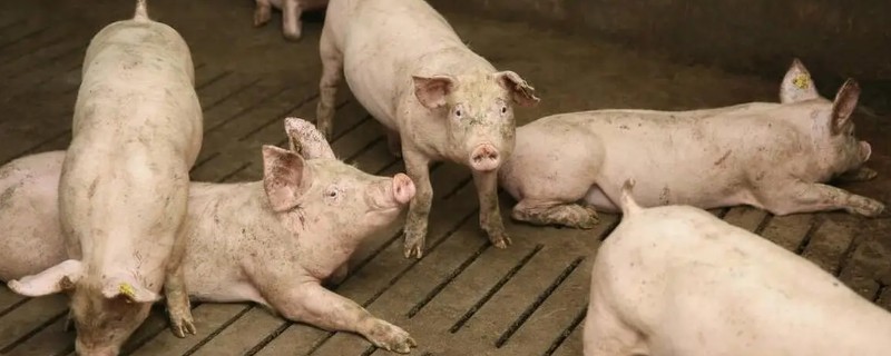 肉猪出栏体重，需达到90-110公斤