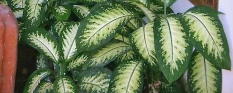 花叶万年青的浇水方法，春秋季每周浇1-2次