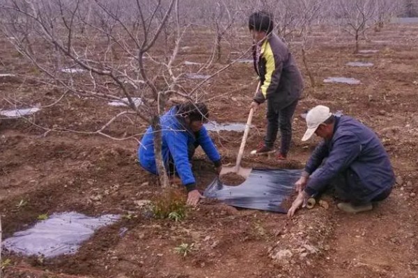 硫酸钾肥料适合种什么，适用于小麦、水稻、玉米等作物