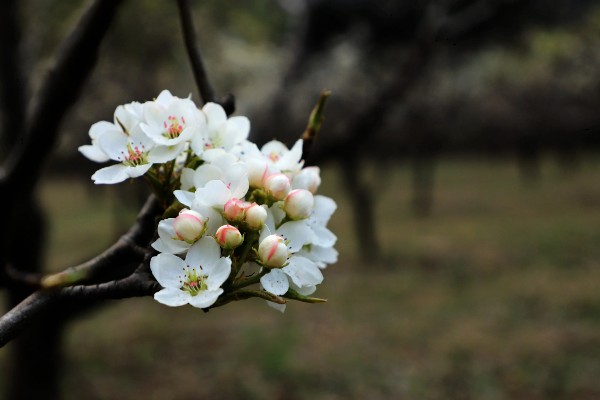 宿迁三台山梨花的开放时间,花期一般为4月份左右