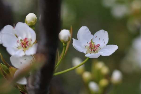 宿迁三台山梨花的开放时间,花期一般为4月份左右