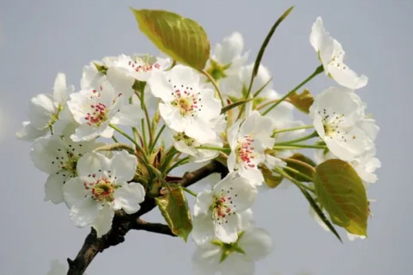 宿迁三台山梨花的开放时间,花期一般为4月份左右