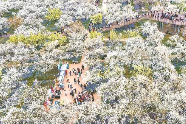 宿迁三台山梨花的开放时间,花期一般为4月份左右
