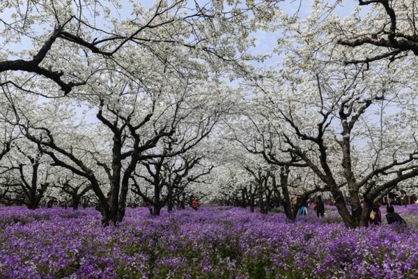宿迁三台山梨花的开放时间,花期一般为4月份左右