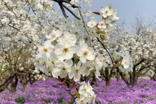 宿迁三台山梨花的开放时间,花期一般为4月份左右