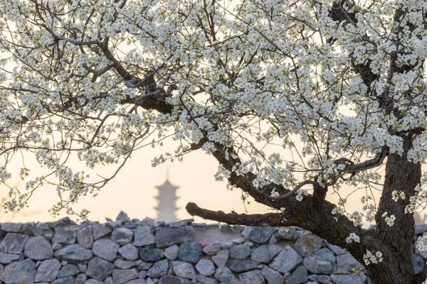 宿迁三台山梨花的开放时间,花期一般为4月份左右