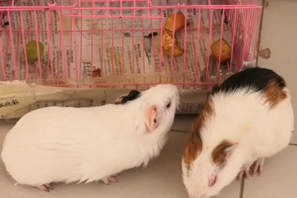 怎么管理荷兰猪，平时应时常检查身体状况