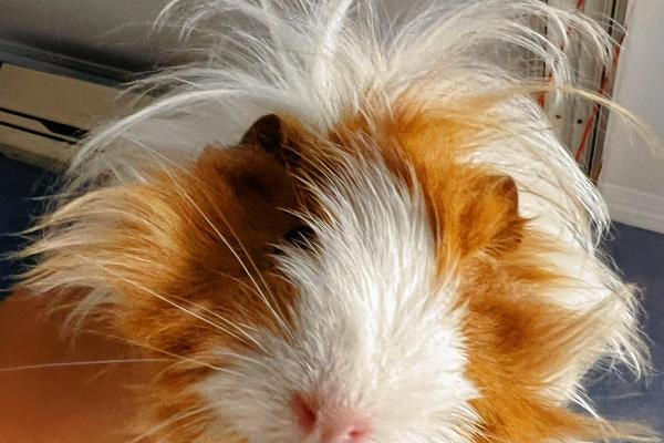 怎么管理荷兰猪，平时应时常检查身体状况